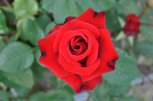 rose1.jpg